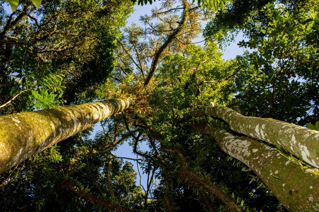 Selva Madre misionera- Refugio de la Geometria Sagrada