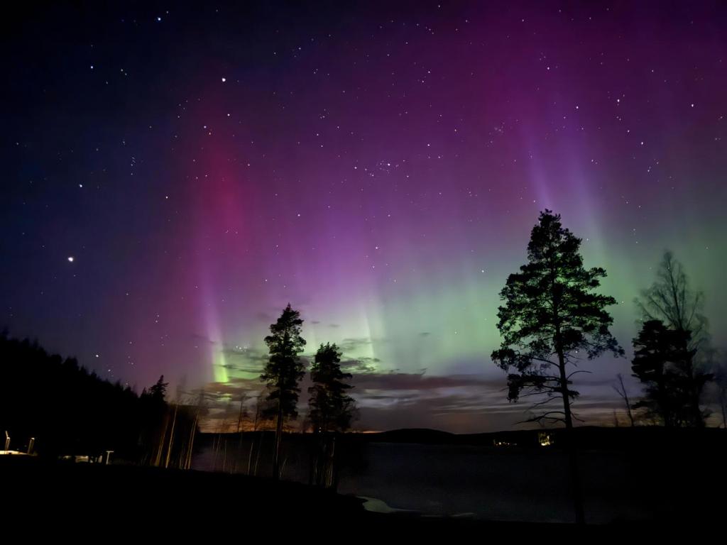 an aurora in the sky at night with trees at ONNI Village in Ruokolahti