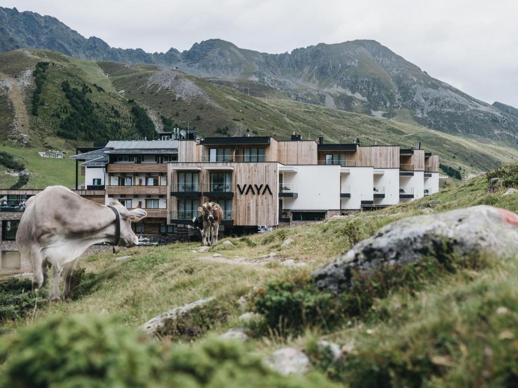 a cow standing on a hill in front of a building at VAYA Kühtai in Kühtai