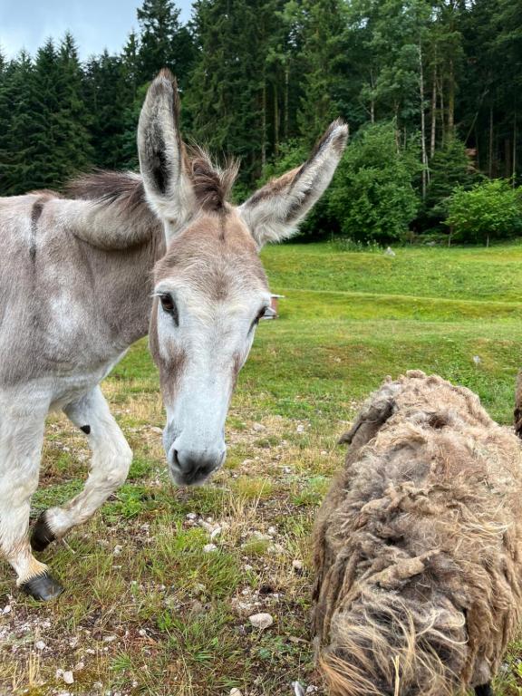 a donkey is standing in a field next to a ball of hay at Gîtes du Saut des Cuves in Xonrupt-Longemer