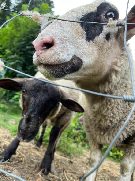 a cow and a sheep behind a wire fence at Les gîtes de la bergerie in Xonrupt-Longemer