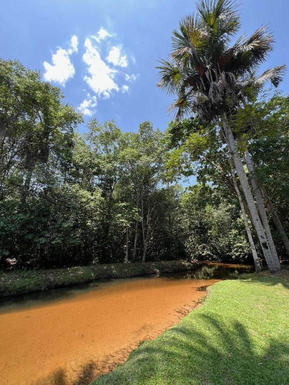 a palm tree standing next to a river at Bosque dos Buritis in Araguaína