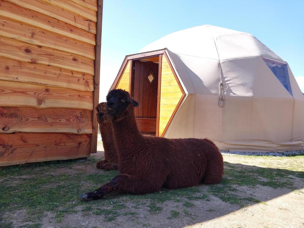 a brown llama standing next to a tent at Mush's rooms in Saint-Julien-Labrousse