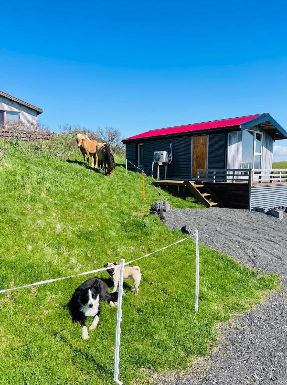 two dogs laying in the grass near a fence at Vestra Fíflholt Cabin 4 in Hvolsvöllur