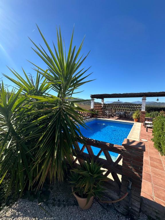 a palm tree next to a swimming pool at Villa Azafran in Málaga