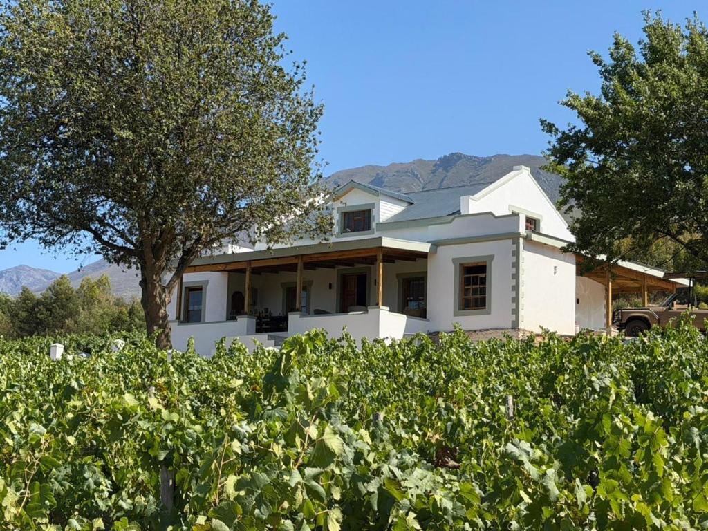 a white house behind a hedge of vines at Windkraal Farm House in Bonnievale