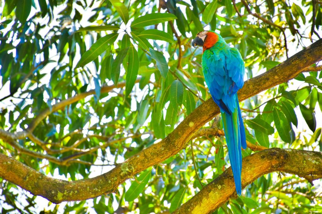  Hotel Fazenda Jacaúna