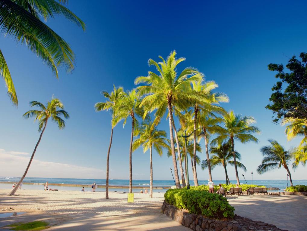 a group of palm trees on the beach at Pagoda Hotel in Honolulu