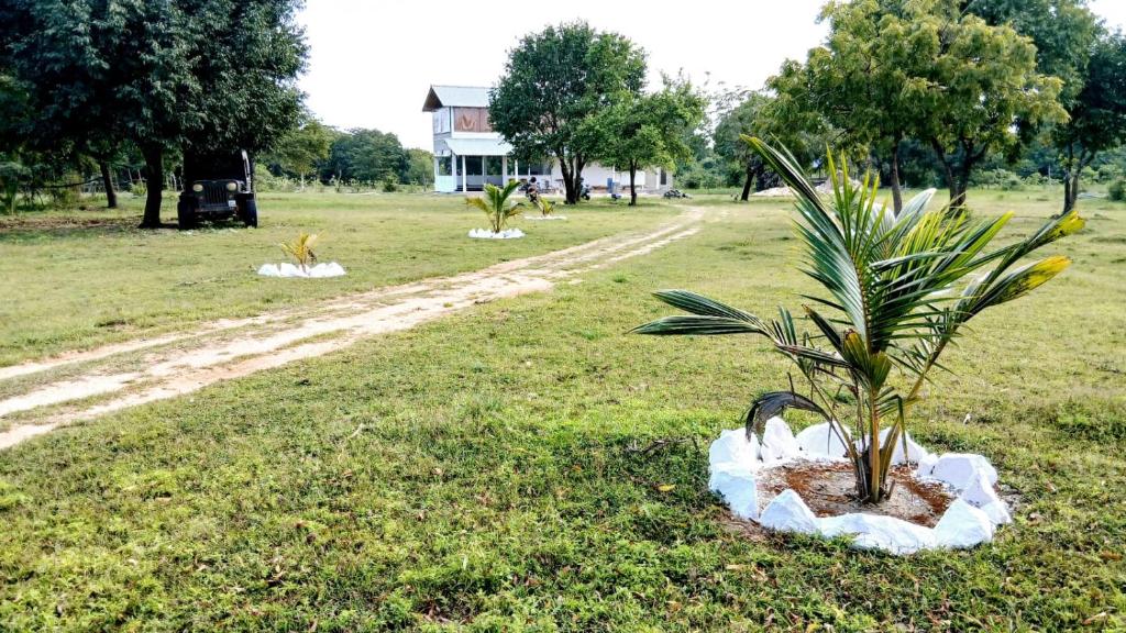 a small palm tree in the grass in a field at Whisker & Waves, Panama in Panama