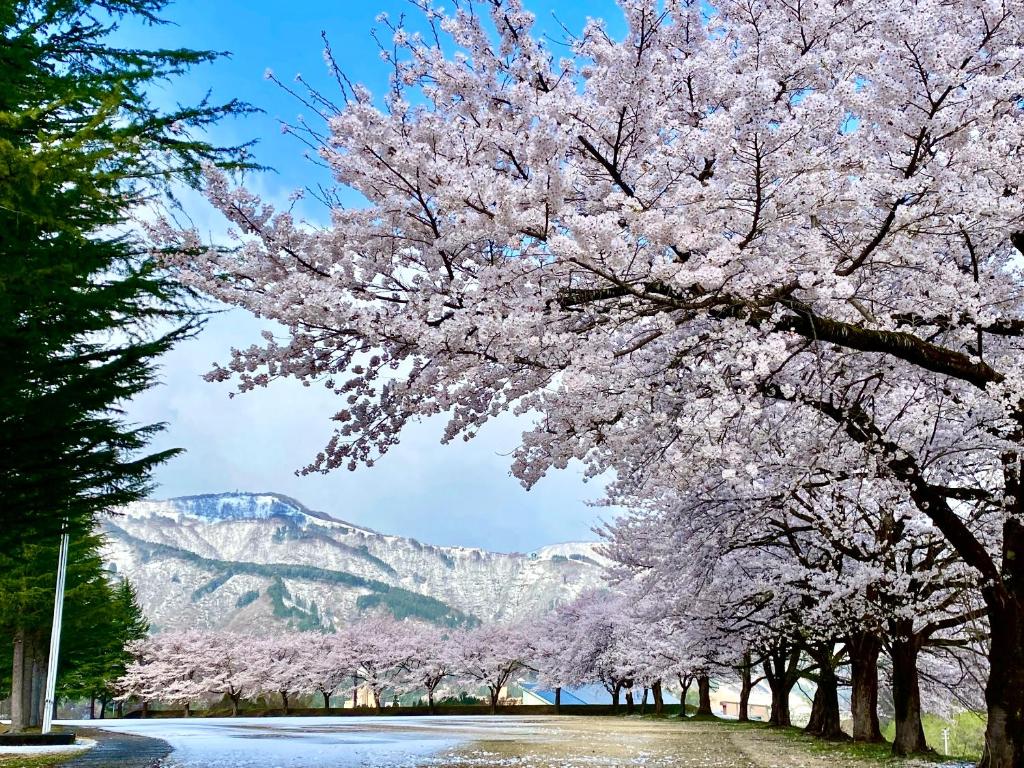 a tree covered in pink flowers with mountains in the background at HAYU Hearth Yuzawa in Yuzawa