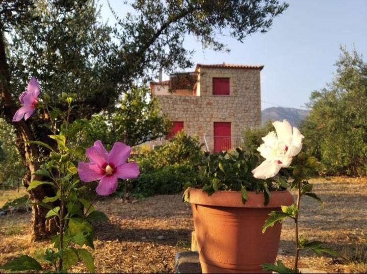 a pot of flowers in front of a house at Helios-Selene Villa in Lévktron