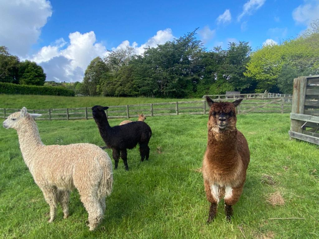 three llamas standing in a field of grass at Alpaca Haven Farm in Rotorua