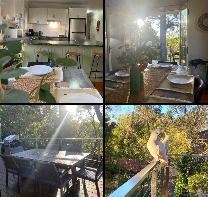a group of four pictures of a kitchen and a bird on a table at Ficus Cottage - 3 Bed 2 Bath in Wentworth Falls