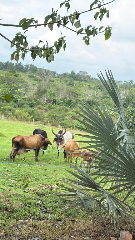 El Encanto de las Aguas