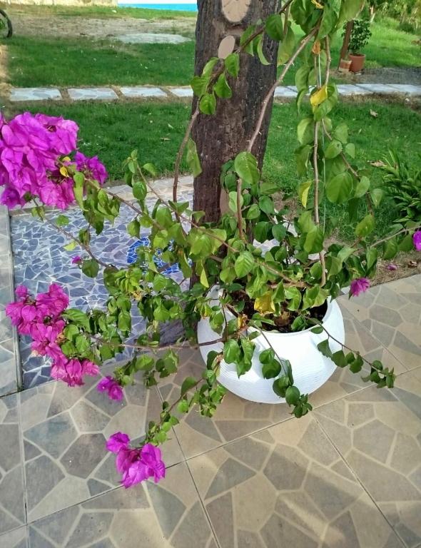 El Encanto de las Aguas