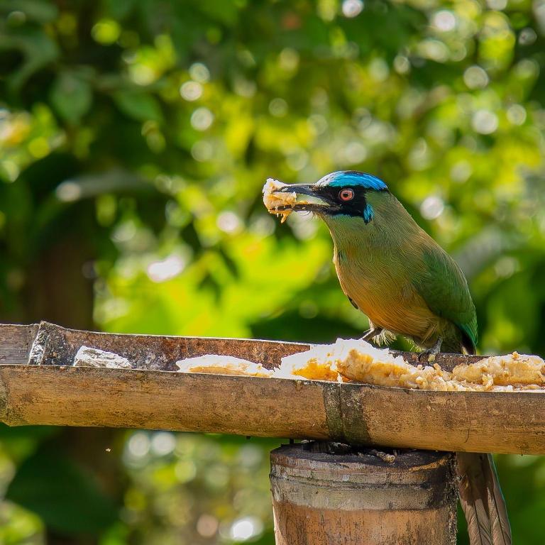 Finca Cafetera Madrigal - Café Sortiz