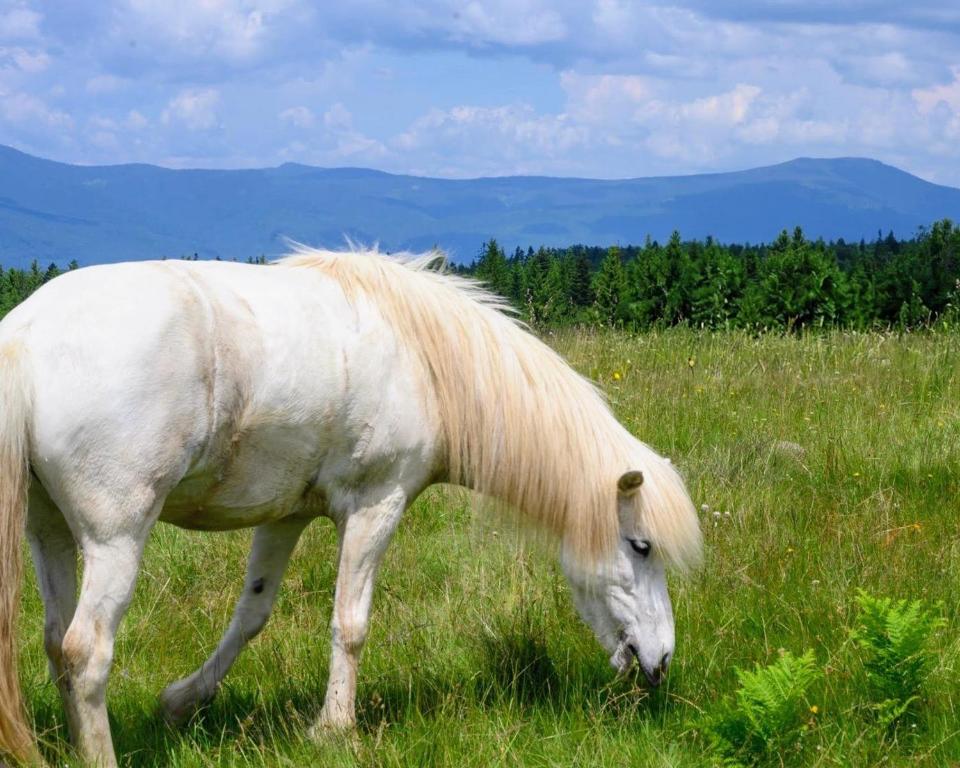 a white horse grazing in a field of grass at Carpathian cabin - Icelandic horses - Hestur Ivo in Izvoare