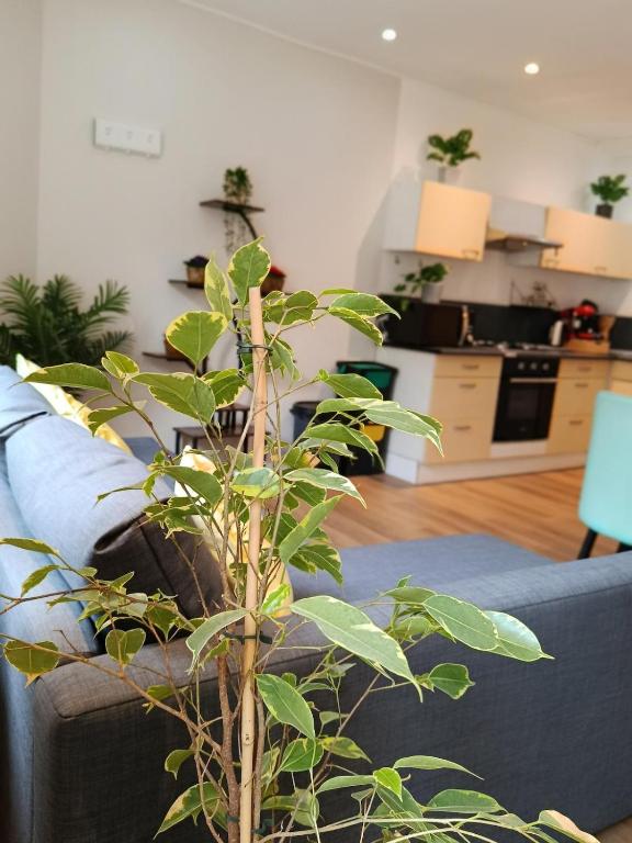 a living room with a blue couch and a plant at Appartement 2 in Aubigny-sur-Nère