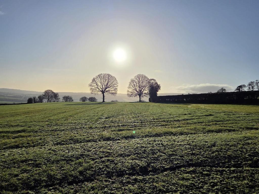 three trees in a field with the sun in the background at Parciau barn in Clyro