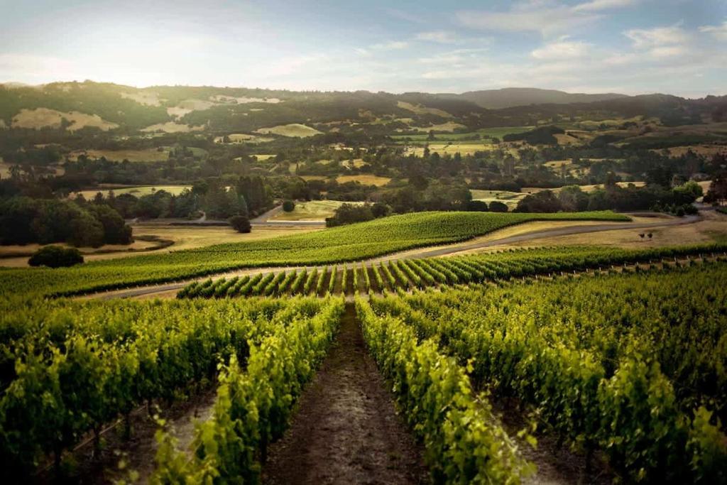 a vineyard in the middle of a green field at Bennett Valley Eden in Santa Rosa