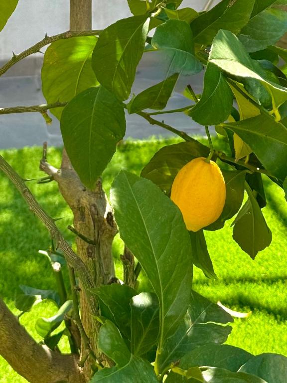 an orange tree with a bunch of green leaves at LĀr - the Hidden Gem in Anatolí