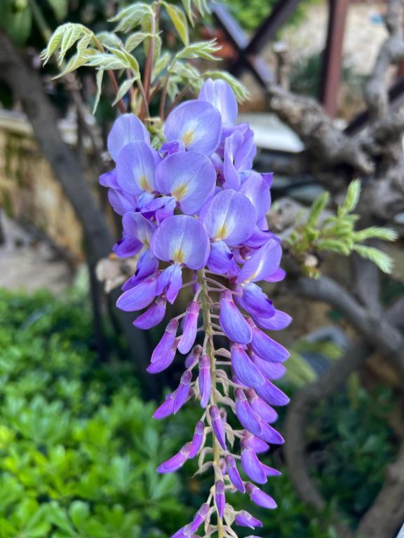 تصویر اتاق‌های تکلی کوناکلاری - تصویر ۲