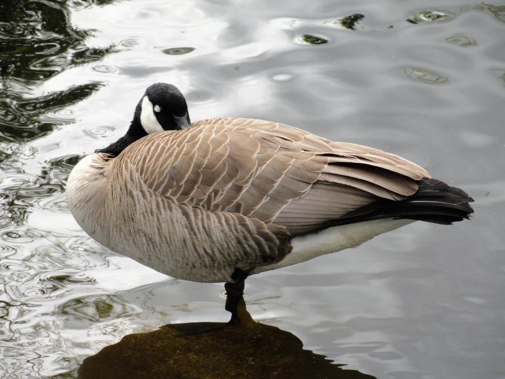 English Bay Hotel - Resim 29