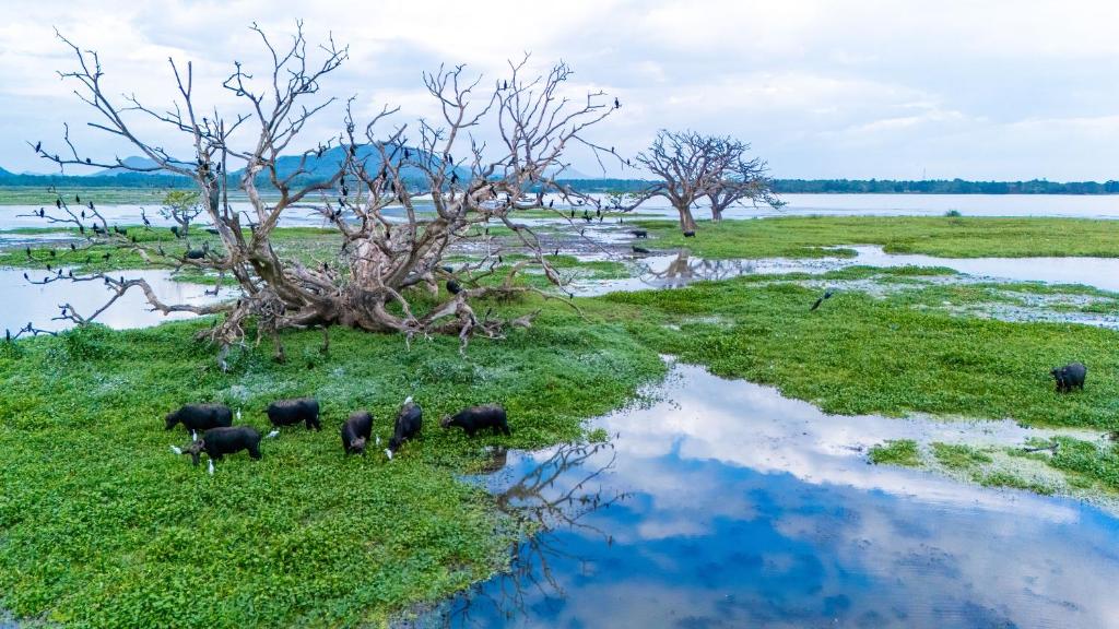 a group of birds standing in the grass near a body of water at Lake Edge Resort in Hambantota