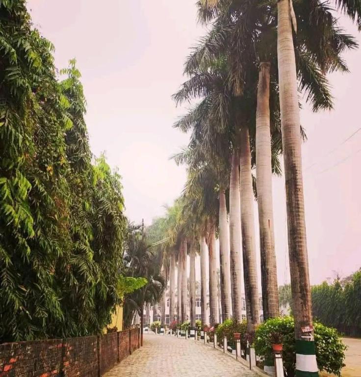 a row of palm trees on a street at Vatika Hotel Pvt Ltd in Nepālganj