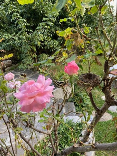 a group of pink flowers in a garden at Appartamento LA ROSA in Ponto Valentino