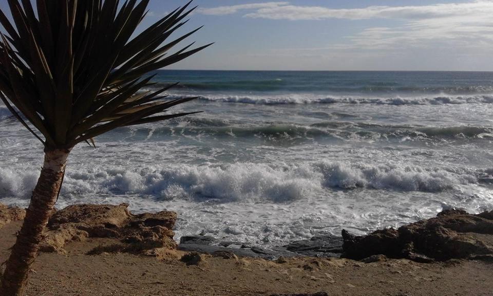 una palmera en la playa cerca del océano en Apartment Mojacar Pueblo Rentals, en Mojácar