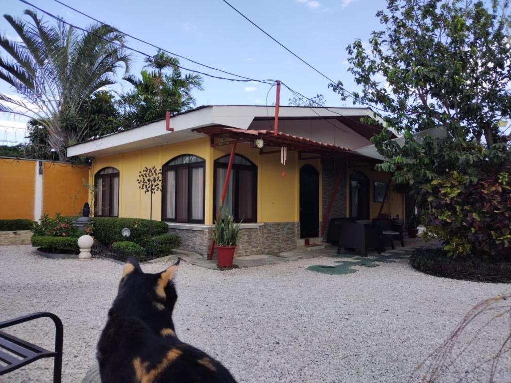 a dog sitting in front of a yellow house at Villa Gabriela, Casa Tucan in Liberia