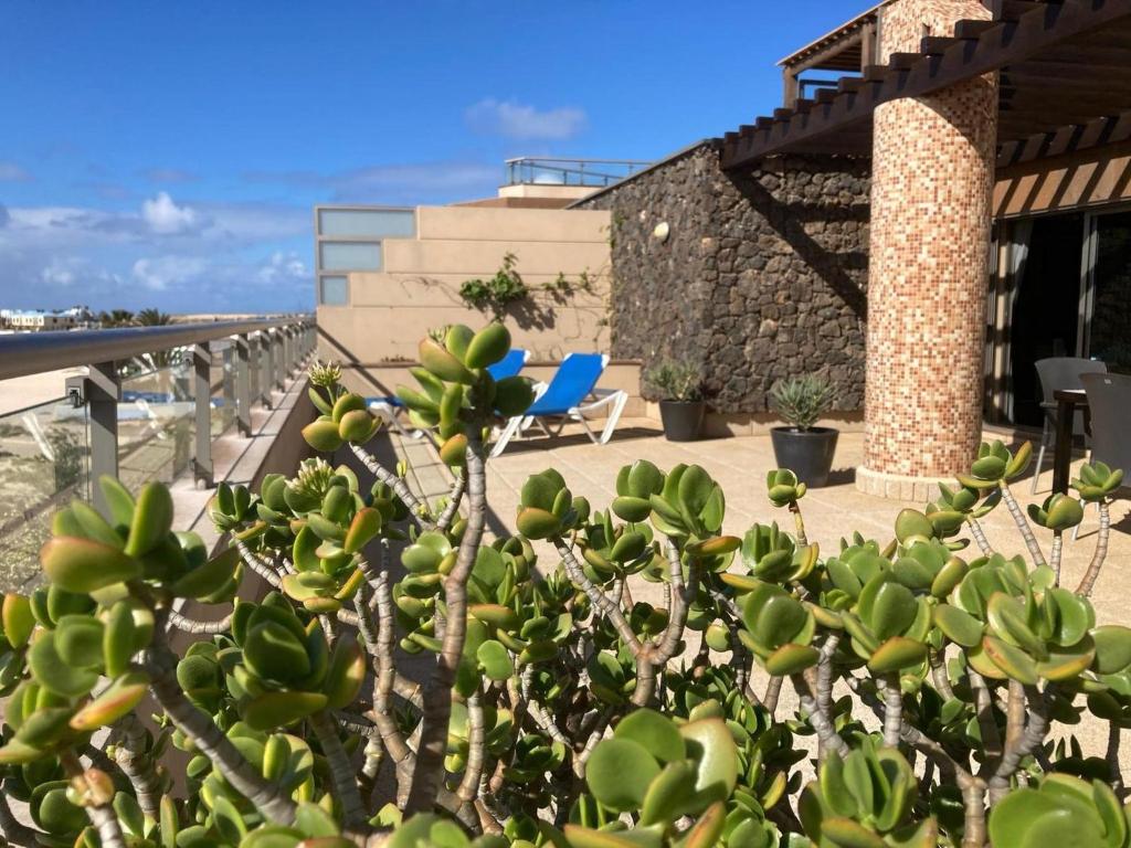 a view of a plant with chairs and a building at Beach Apartment Marfolin 17 El Cotillo Adults Only in El Cotillo