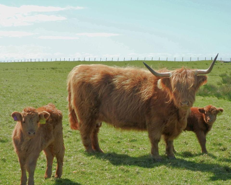 a cow and two calves standing in a field at Buttercup Cottage in Killean