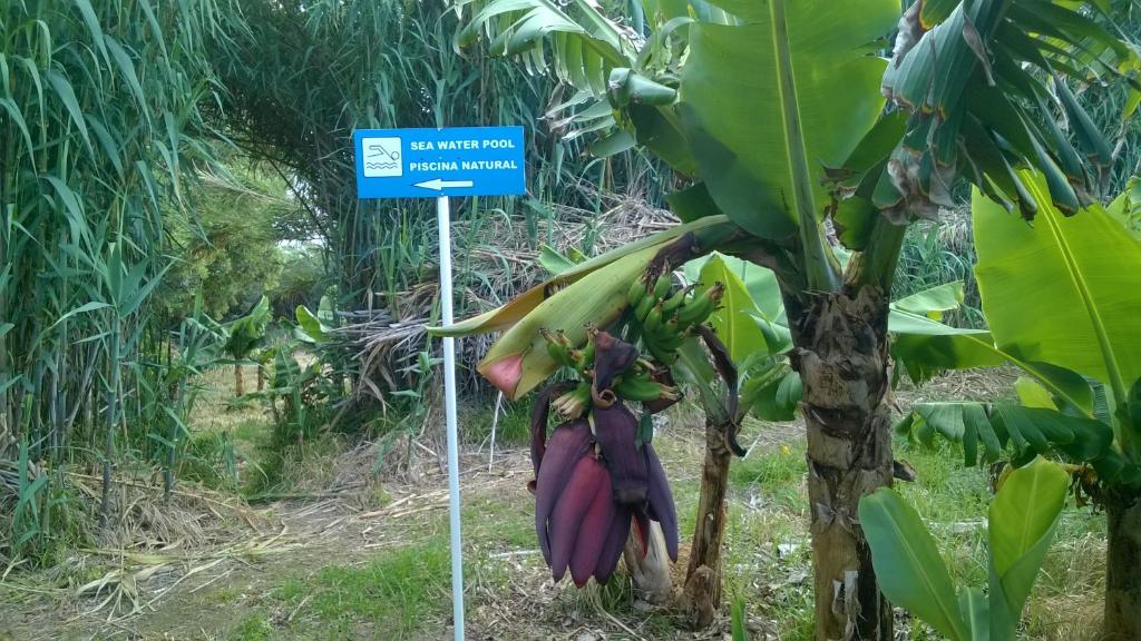 QVA - Quinta Velha das Amoreiras - 15