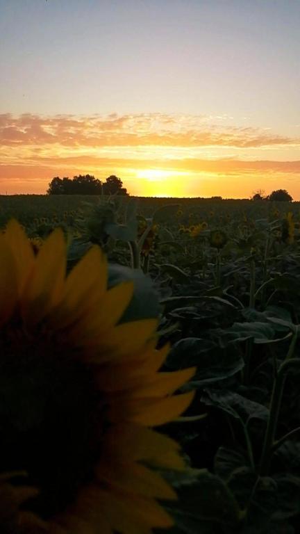 a field of sunflowers with the sunset in the background at rêve d'escapade in Mouilleron-en-Pareds