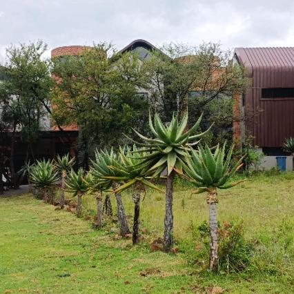 a row of palm trees in front of a building at eagle hights in Tierpoort