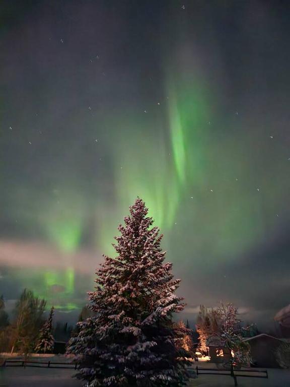 a tree with the aurora in the sky at Cozy Little Dipper in North Pole