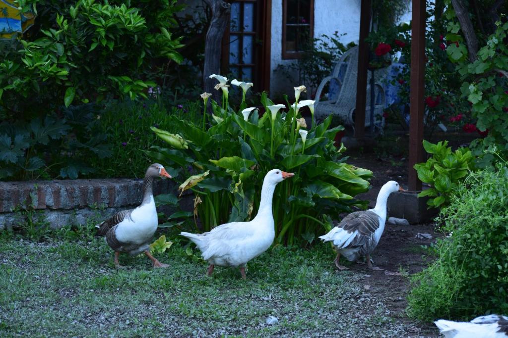 Foto dalla galleria di Alojamiento Rural Casa Quinta Peumayen a Isla de Maipo