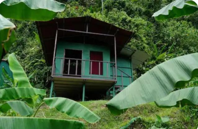 a green house with a red door in the forest at Rioverde Jungle Ecolodge in Puerto Jiménez