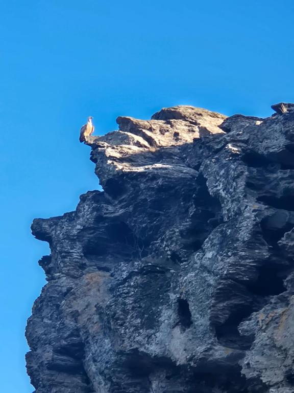 a goat sitting on top of a rocky mountain at Caravane dans les Cévennes in Saint-Germain-de-Calberte