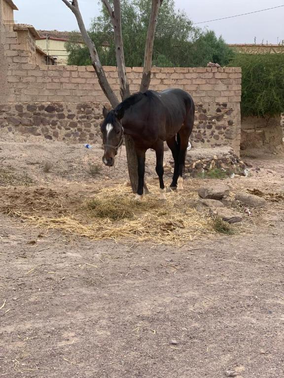 a brown horse standing in a field of hay at Chez houssam in Ouarzazate