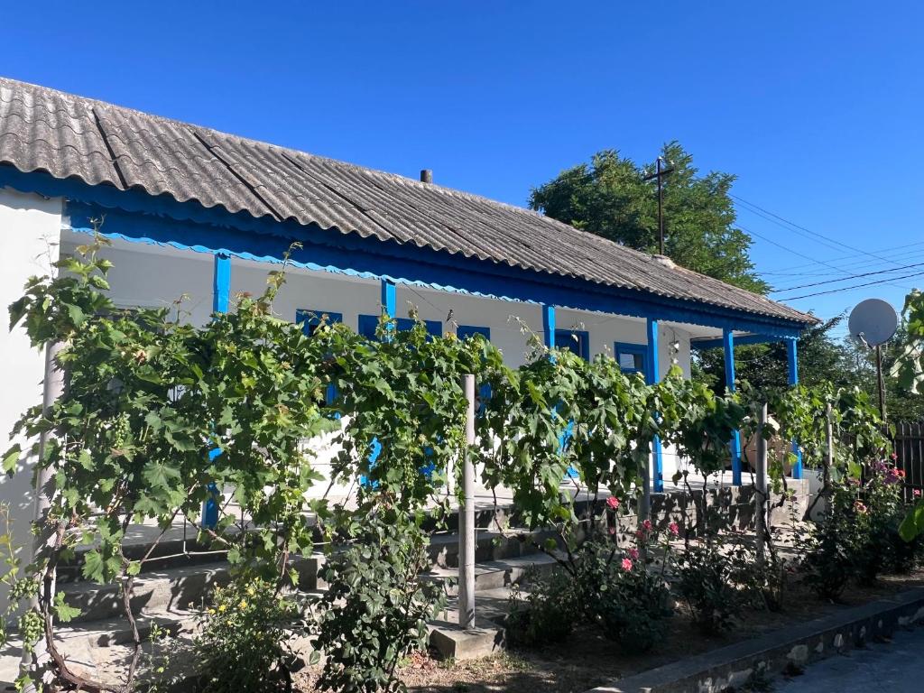 a building with a bunch of grape vines at Casa Albastra in Mahmudia
