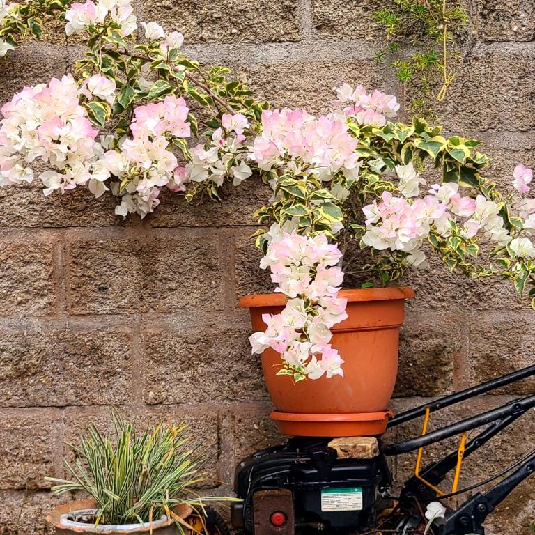 Hotel suites Las Abuelas