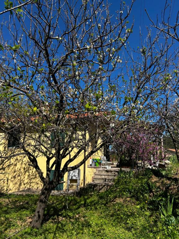 a tree in the grass next to a building at Da Davide in Marciana Marina