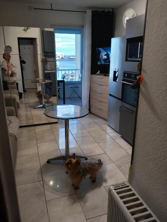 a dog standing in a kitchen with a table at studio cabine tous cocooning in Gruissan