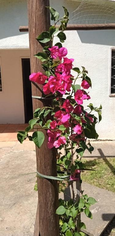 a bunch of pink flowers hanging from a pole at Calma Home in San Luis