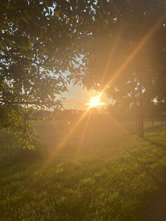 a sun shining through some trees in a field at The Cuckoos Nest - 2 bedroom in Headford