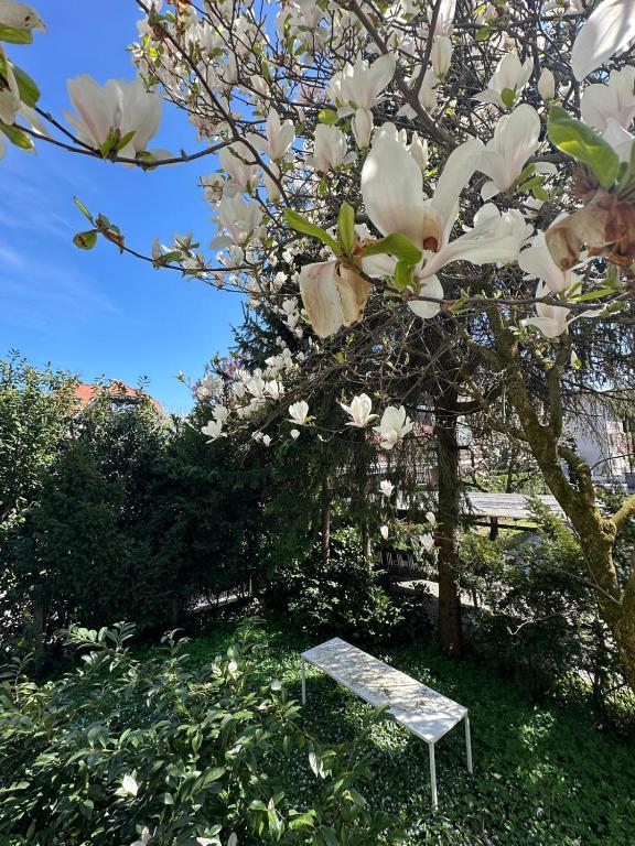 a bench sitting under a tree with white flowers at Blossoming Hidden Nest with Garden in Ljubljana