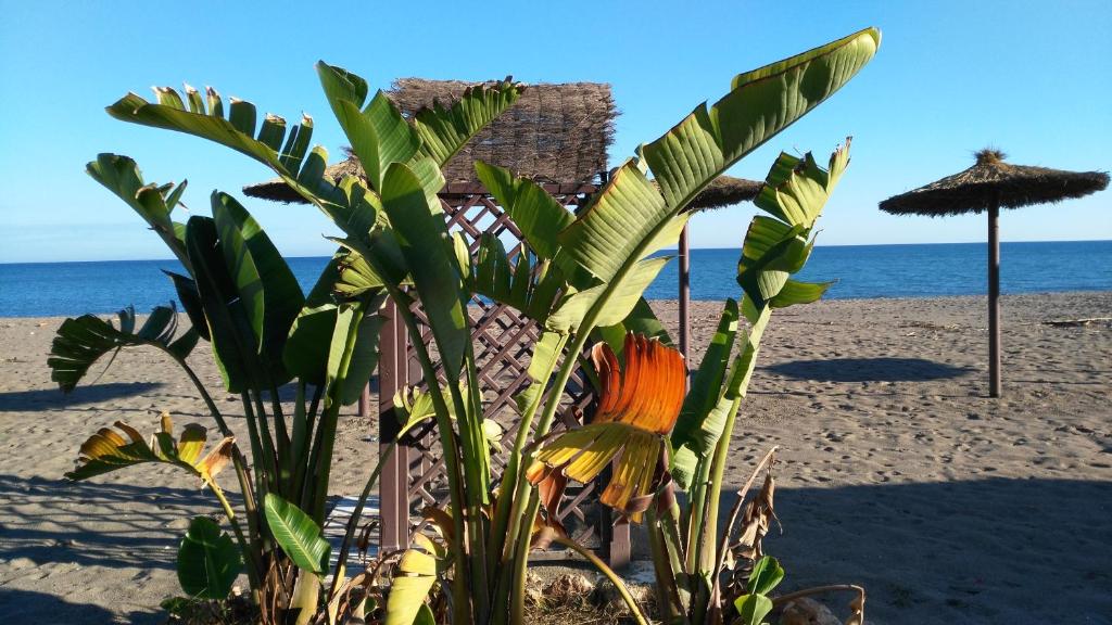 a plant in front of a beach with an umbrella at Aloha Paraíso in Torremolinos